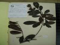 Herbarium sample